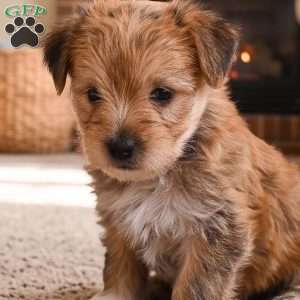Benji, Morkie / Yorktese Puppy